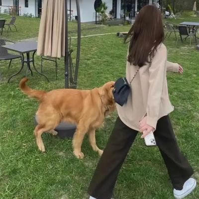 呆瓜兄弟